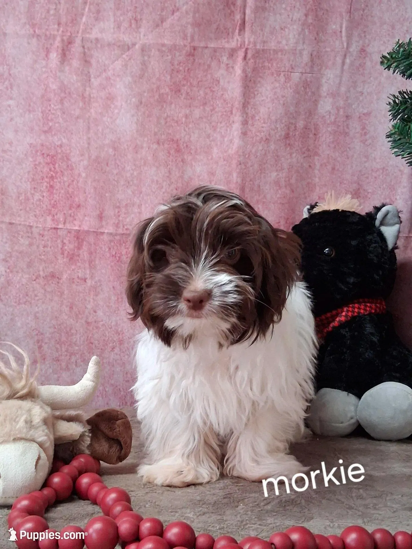 Cricket, a male Morkie for sale in Mexico, MO – Photo 2 of 5
