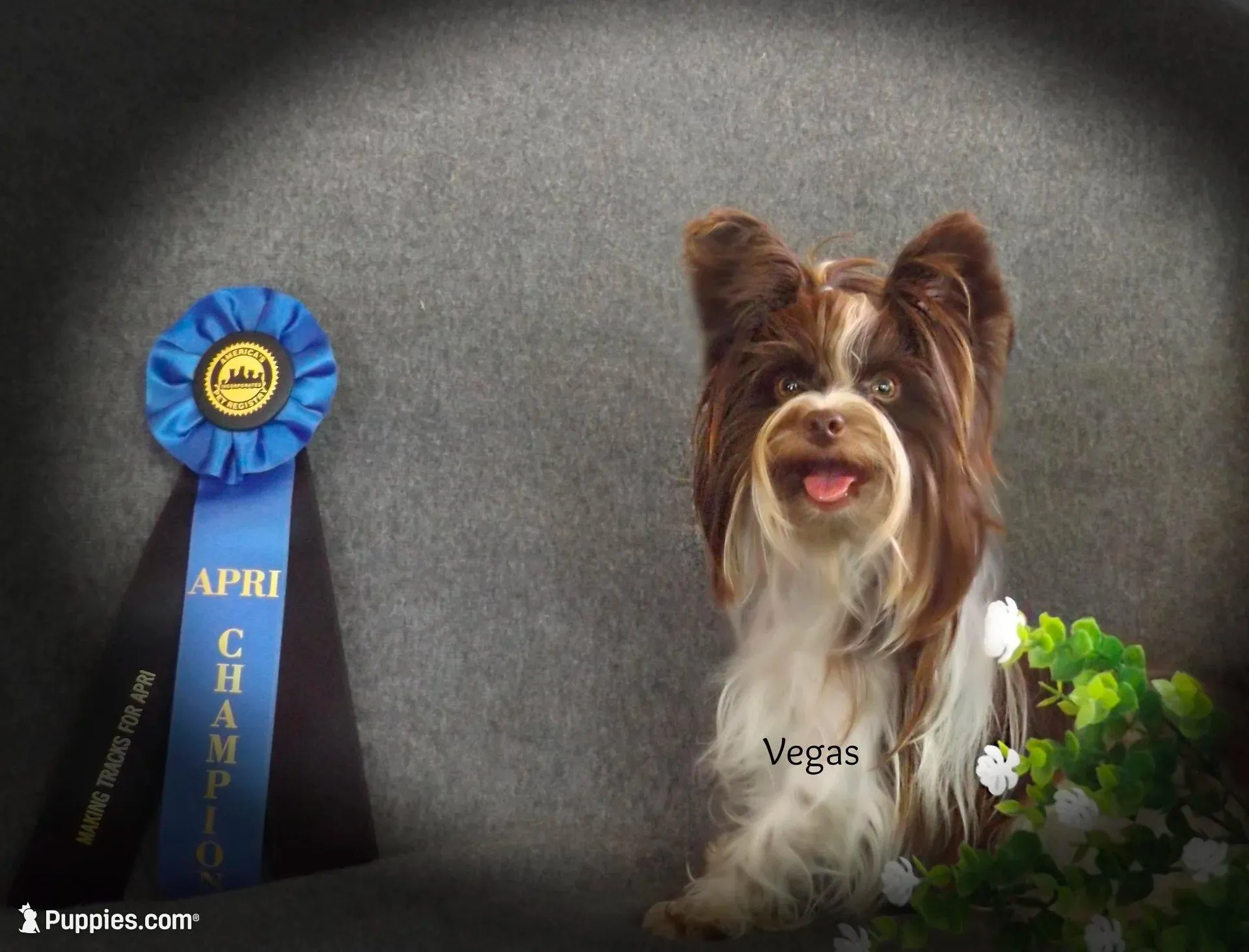 Cricket, a male Morkie for sale in Mexico, MO – Photo 5 of 5