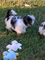 Tommy, a male Morkie for sale in Mexico, MO – 7 of 8