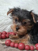 Luke, a male Yorkshire Terrier for sale in Mexico, MO – 3 of 6