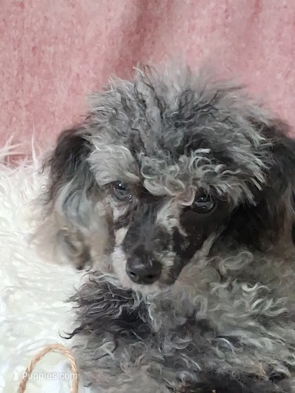Spice – Poodle - Toy  puppy for sale in Mexico, MO