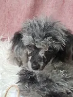 Spice, a male Poodle - Toy  for sale in Mexico, MO – 1 of 6