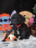 Toby, a male Havapoo for sale in Mexico, MO – 6 of 7