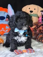 Tucker, a male Havapoo for sale in Mexico, MO – 1 of 8