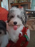 Tommy, a male Morkie for sale in Mexico, MO – 5 of 8