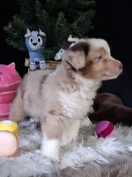 Dolly, a female Miniature Australian Shepherd for sale in Mexico, MO – 5 of 8