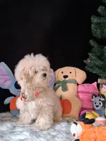 Chance, a male Maltipoo for sale in Mexico, MO – 3 of 5