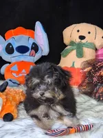 Gyspy , a female Yorkipoo for sale in Mexico, MO – 5 of 7