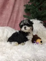 Liberty , a male Havanese for sale in Mexico, MO – 2 of 7