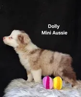 Dolly, a female Miniature Australian Shepherd for sale in Mexico, MO – 2 of 8