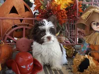 Phoenix/pending, a male Yorkshire Terrier for sale in Mexico, MO – Photo 8 of 10