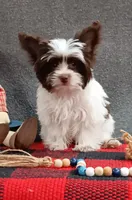 Phoenix/pending, a male Yorkshire Terrier for sale in Mexico, MO – Photo 2 of 10