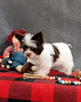 Phoenix/pending, a male Yorkshire Terrier for sale in Mexico, MO – Photo 3 of 10