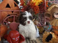 Phoenix/pending, a male Yorkshire Terrier for sale in Mexico, MO – Photo 6 of 10