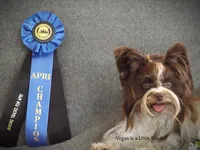 Phoenix/pending, a male Yorkshire Terrier for sale in Mexico, MO – Photo 10 of 10