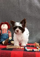 Phoenix/pending, a male Yorkshire Terrier for sale in Mexico, MO – Photo 4 of 10