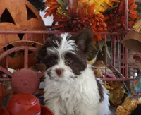 Phoenix/pending, a male Yorkshire Terrier for sale in Mexico, MO – Photo 9 of 10