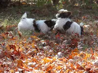 Phoenix/pending, a male Yorkshire Terrier for sale in Mexico, MO – Photo 7 of 10