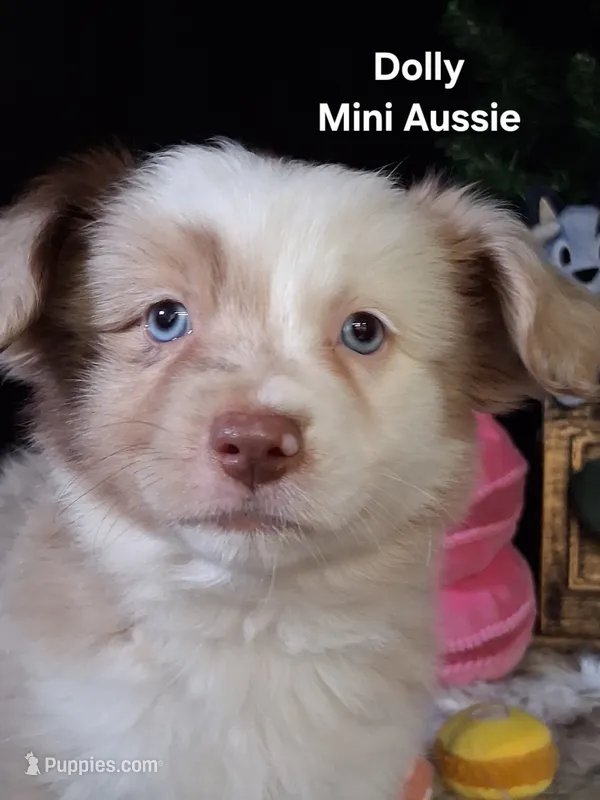 Dolly – Miniature Australian Shepherd puppy for sale in Mexico, MO