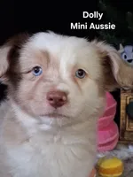 Dolly, a female Miniature Australian Shepherd for sale in Mexico, MO – 1 of 8