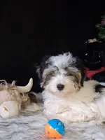 Tommy, a male Morkie for sale in Mexico, MO – 3 of 4
