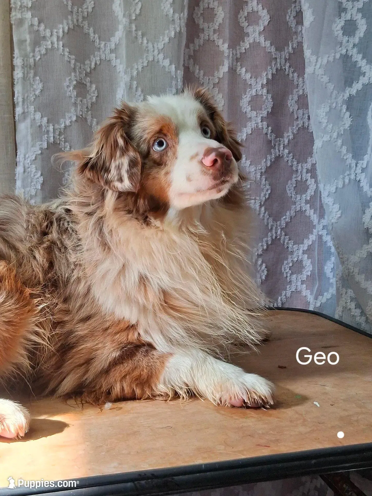 Red , a female Miniature Australian Shepherd for sale in Mexico, MO – Photo 6 of 7