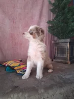 Red , a female Miniature Australian Shepherd for sale in Mexico, MO – Photo 5 of 7