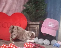 Red , a female Miniature Australian Shepherd for sale in Mexico, MO – Photo 2 of 7