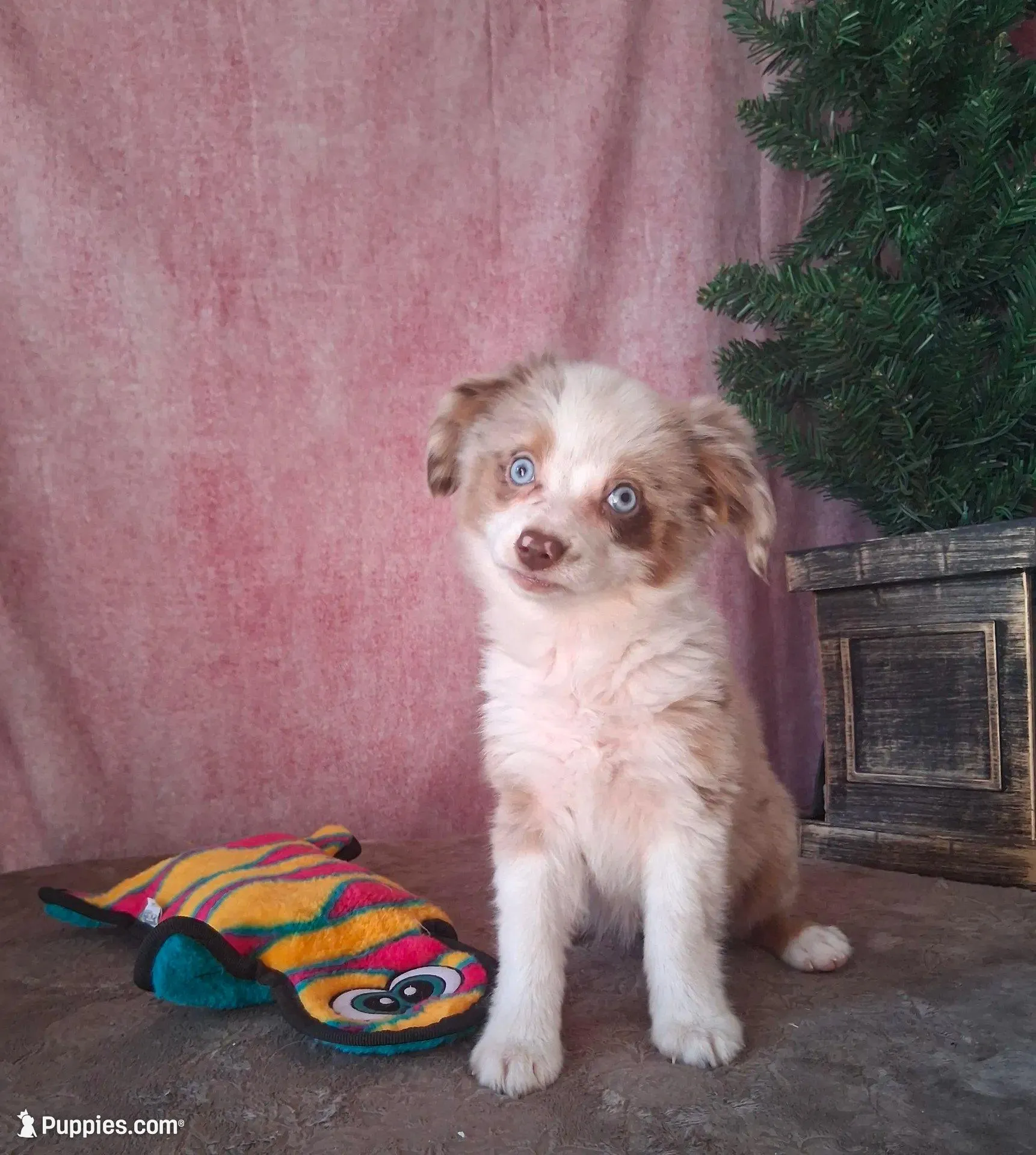 Red , a female Miniature Australian Shepherd for sale in Mexico, MO – Photo 4 of 7