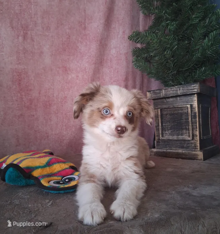 Red  – Miniature Australian Shepherd puppy for sale in Mexico, MO