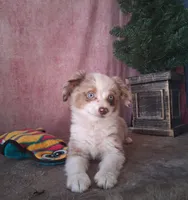 Red , a female Miniature Australian Shepherd for sale in Mexico, MO – Photo 1 of 7