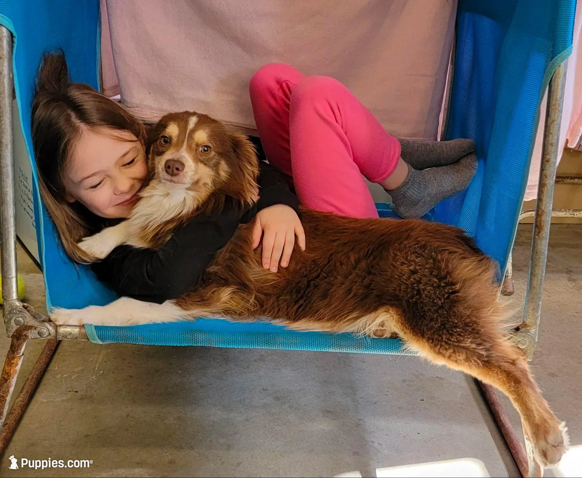 Red , a female Miniature Australian Shepherd for sale in Mexico, MO – Photo 7 of 7