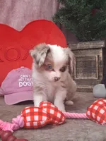 Red , a female Miniature Australian Shepherd for sale in Mexico, MO – Photo 3 of 7