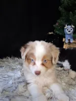 Waylon, a male Miniature Australian Shepherd for sale in Mexico, MO – 3 of 8