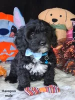 Tucker, a male Havapoo for sale in Mexico, MO – 5 of 8