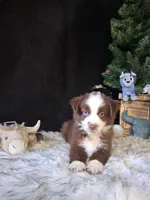 Johnny, a male Miniature Australian Shepherd for sale in Mexico, MO – 6 of 8