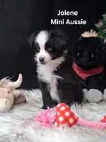 Jolene, a female Miniature Australian Shepherd for sale in Mexico, MO – 5 of 8