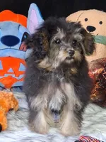 Gyspy , a female Yorkipoo for sale in Mexico, MO – 4 of 7