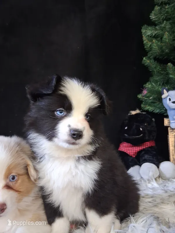 Frankie – Miniature Australian Shepherd puppy for sale in Mexico, MO