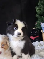 Frankie, a male Miniature Australian Shepherd for sale in Mexico, MO – 1 of 7