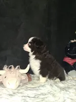 Frankie, a male Miniature Australian Shepherd for sale in Mexico, MO – 3 of 7