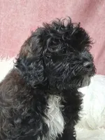 Danny, a male Maltipoo for sale in Mexico, MO – 4 of 5