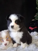Frankie, a male Miniature Australian Shepherd for sale in Mexico, MO – 5 of 7