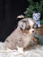Hank, a male Miniature Australian Shepherd for sale in Mexico, MO – 6 of 8