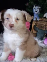 Dolly, a female Miniature Australian Shepherd for sale in Mexico, MO – 6 of 8