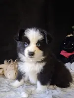 Frankie, a male Miniature Australian Shepherd for sale in Mexico, MO – 4 of 7