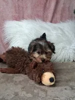 Louie, a male Yorkshire Terrier for sale in Mexico, MO – 7 of 7