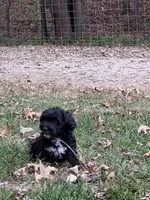 Tucker, a male Havapoo for sale in Mexico, MO – 6 of 8