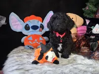 Toby, a male Havapoo for sale in Mexico, MO – 3 of 7