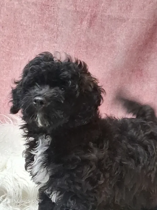 Danny – Maltipoo puppy for sale in Mexico, MO